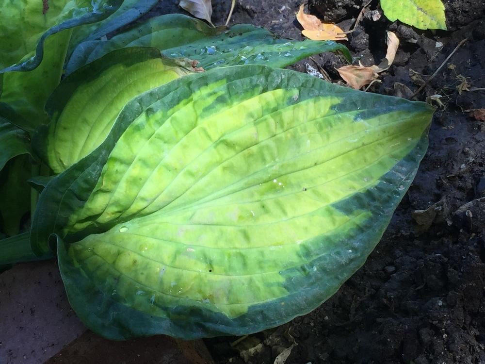 Photo of Hosta 'Brother Stefan' uploaded by SpringGreenThumb
