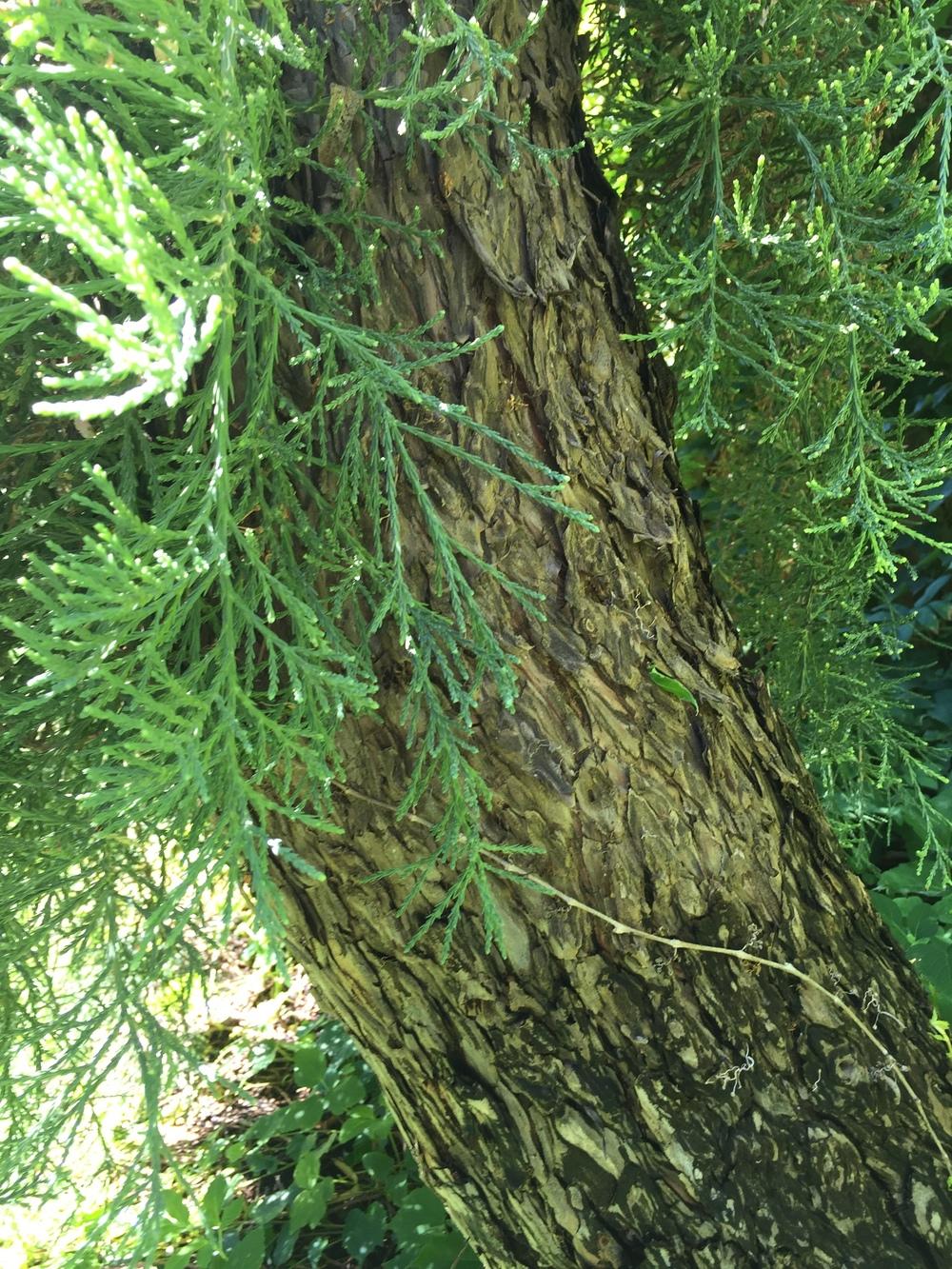 Photo of Weeping Giant Sequoia (Sequoiadendron giganteum 'Pendulum') uploaded by SpringGreenThumb