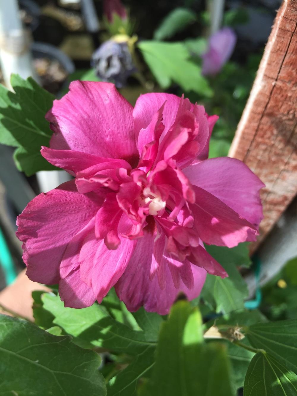 Photo of Rose of Sharon (Hibiscus syriacus 'Collie Mullens') uploaded by SpringGreenThumb