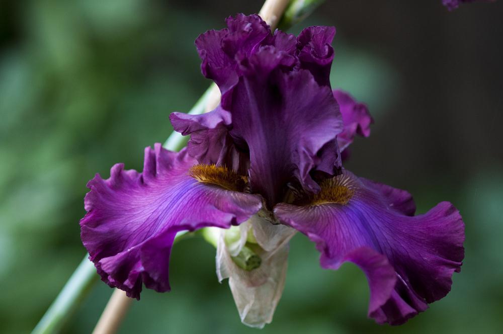 Photo of Tall Bearded Iris (Iris 'Dash of Burgundy') uploaded by cliftoncat