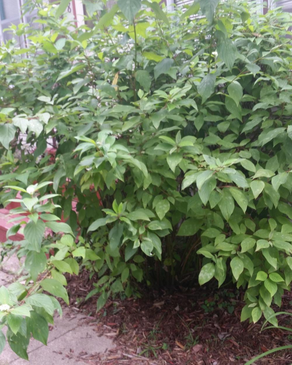 Photo of Red Twig Dogwood (Cornus sericea) uploaded by nicodiangel_no