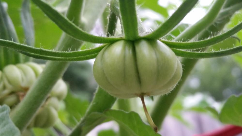 Photo of Tomato (Solanum lycopersicum 'Golden Accordion') uploaded by robynanne