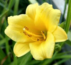 Thumb of 2016-08-13/DogsNDaylilies/bd6301