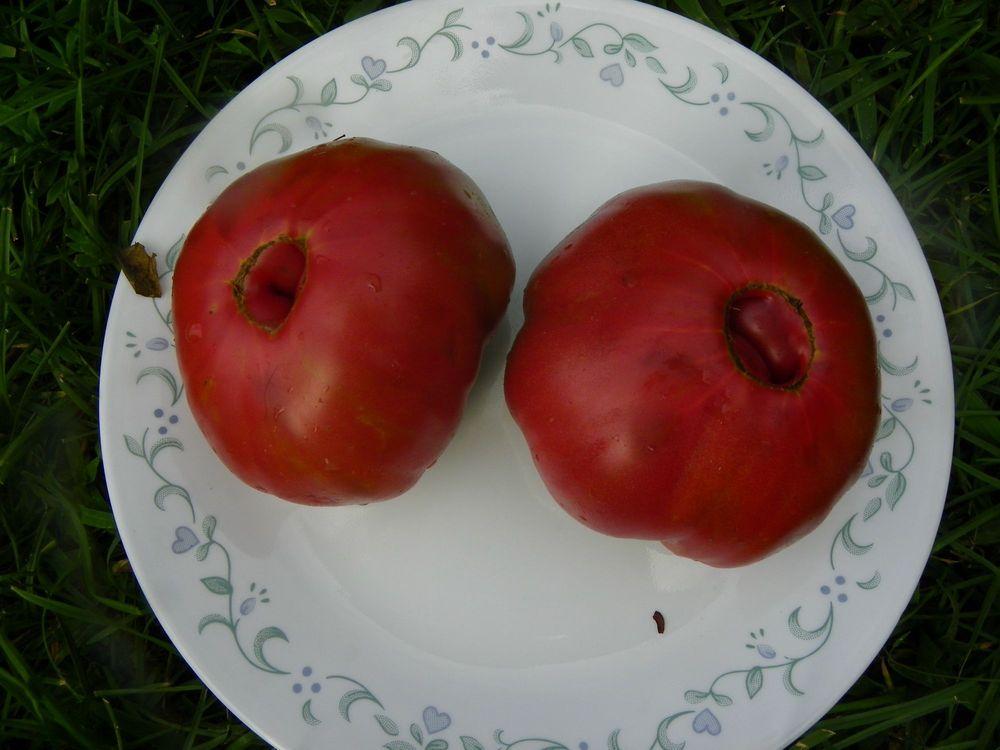 Photo of Tomato (Solanum lycopersicum 'Ananas Noire') uploaded by Newyorkrita