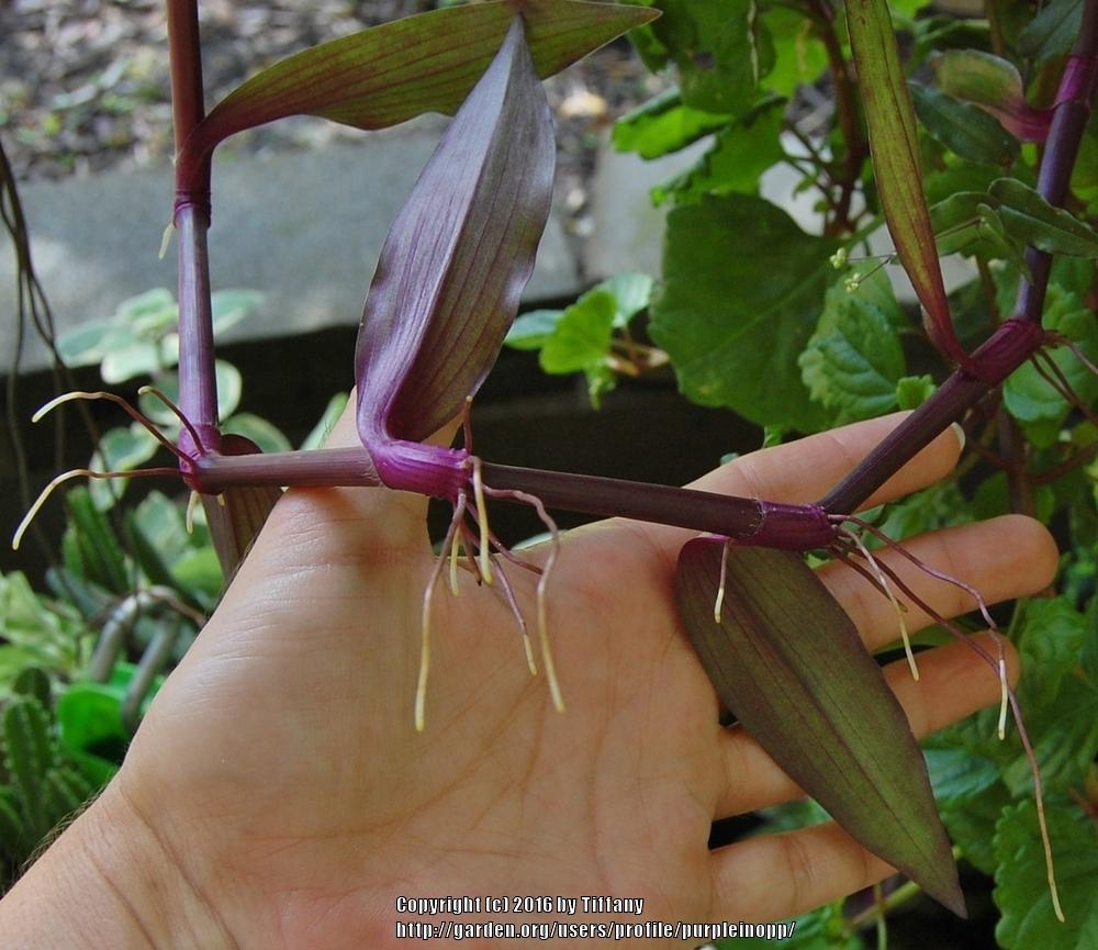 Photo of Purple Scimitars (Tripogandra serrulata) uploaded by purpleinopp