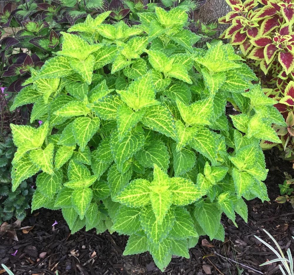 Photo of Coleus (Coleus scutellarioides Electric Lime®) uploaded by scflowers