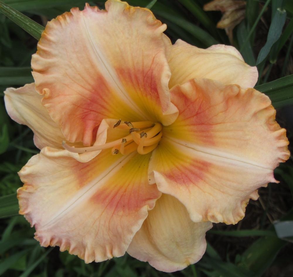 Photo of Daylily (Hemerocallis 'Quest for Atlantis') uploaded by Charlemagne