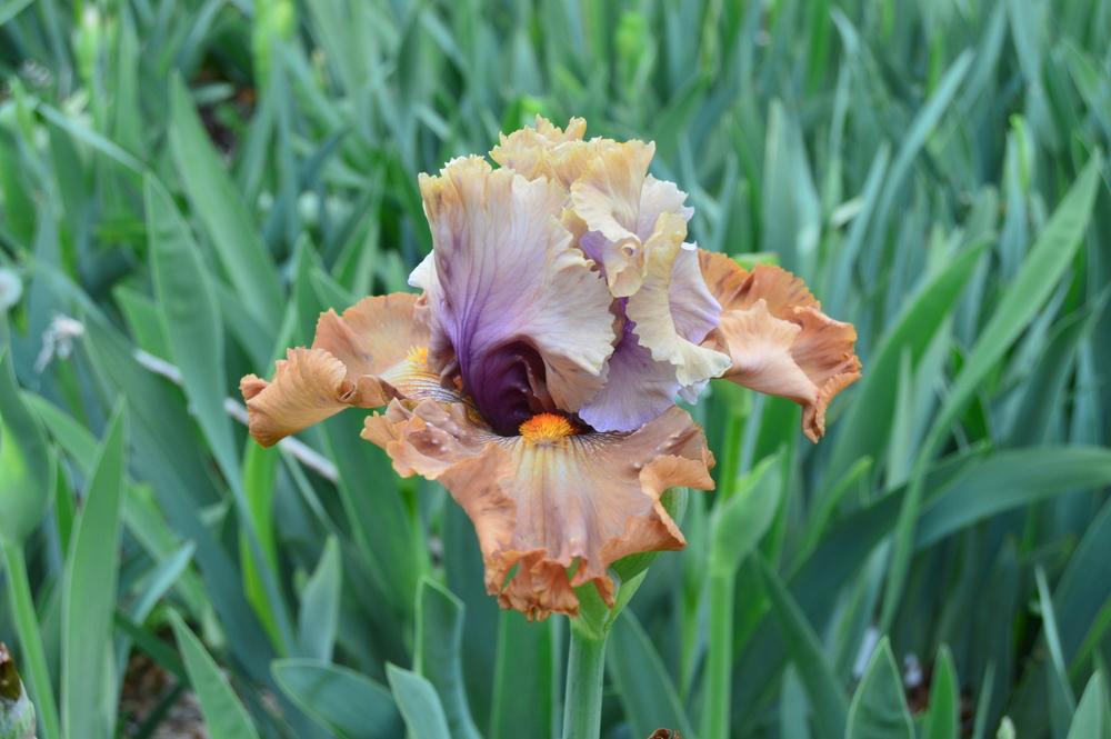 Photo of Tall Bearded Iris (Iris 'Cinderella's Secret') uploaded by KentPfeiffer