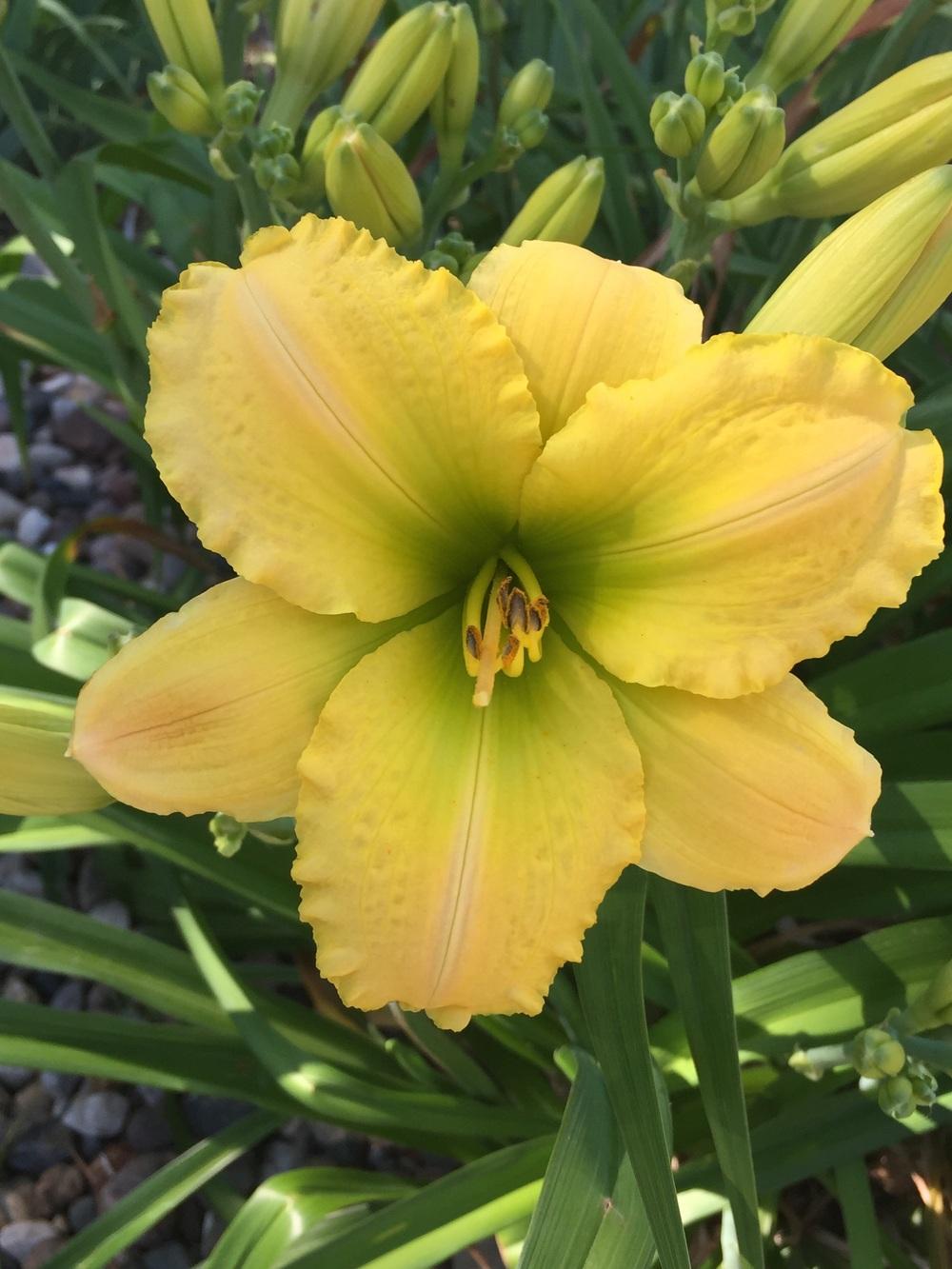 Photo of Daylily (Hemerocallis 'Tequila and Lime') uploaded by Legalily