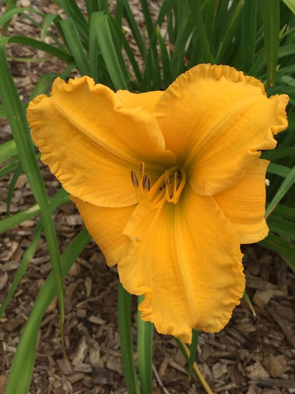 Photo of Daylily (Hemerocallis 'Sultan's Expression') uploaded by Legalily