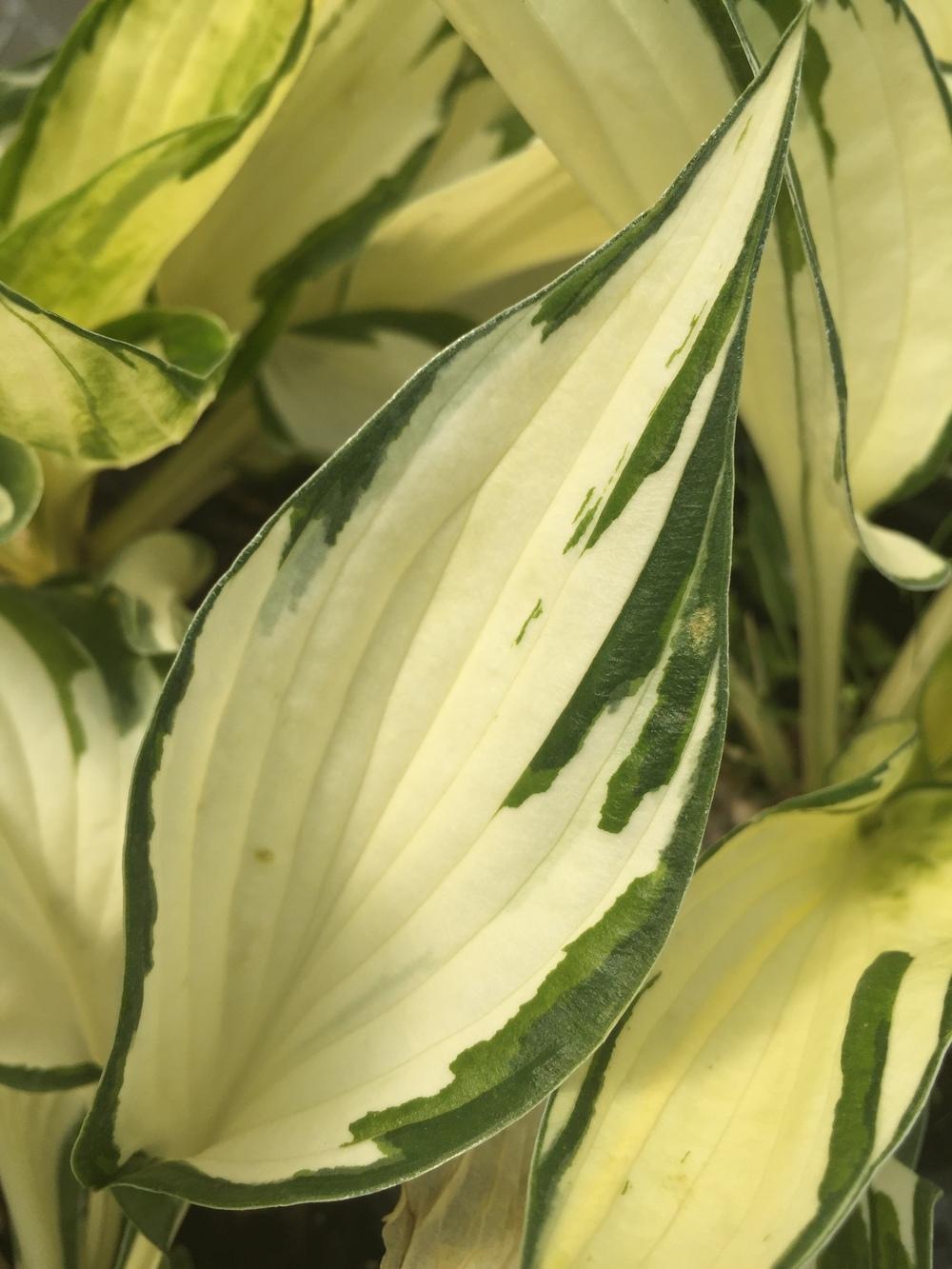 Photo of Hosta 'Fire and Ice' uploaded by SpringGreenThumb