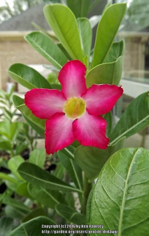 Photo of Desert Rose (Adenium obesum) uploaded by drdawg