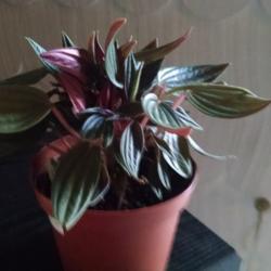 Location: McCleary, Washington
Date: 2016-08-13
Nice tender little Peperomia, very easy to grow.