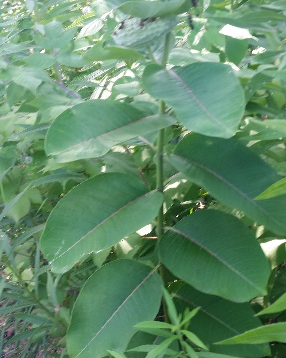 Photo of Common Milkweed (Asclepias syriaca) uploaded by nicodiangel_no