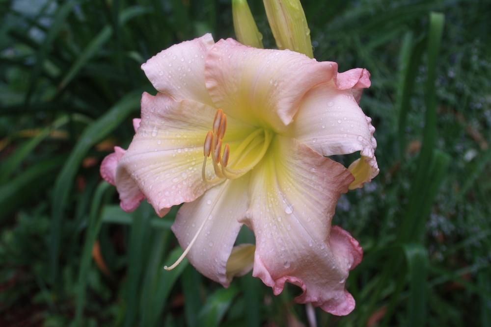 Photo of Daylily (Hemerocallis 'Blossom Queen') uploaded by touchofsky