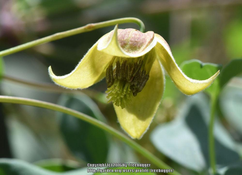 Photo of Clematis (Clematis tangutica My Angel®) uploaded by treehugger