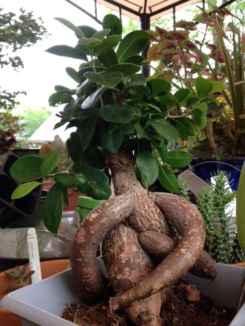 Photo of Ficus retusa uploaded by Frenchy21