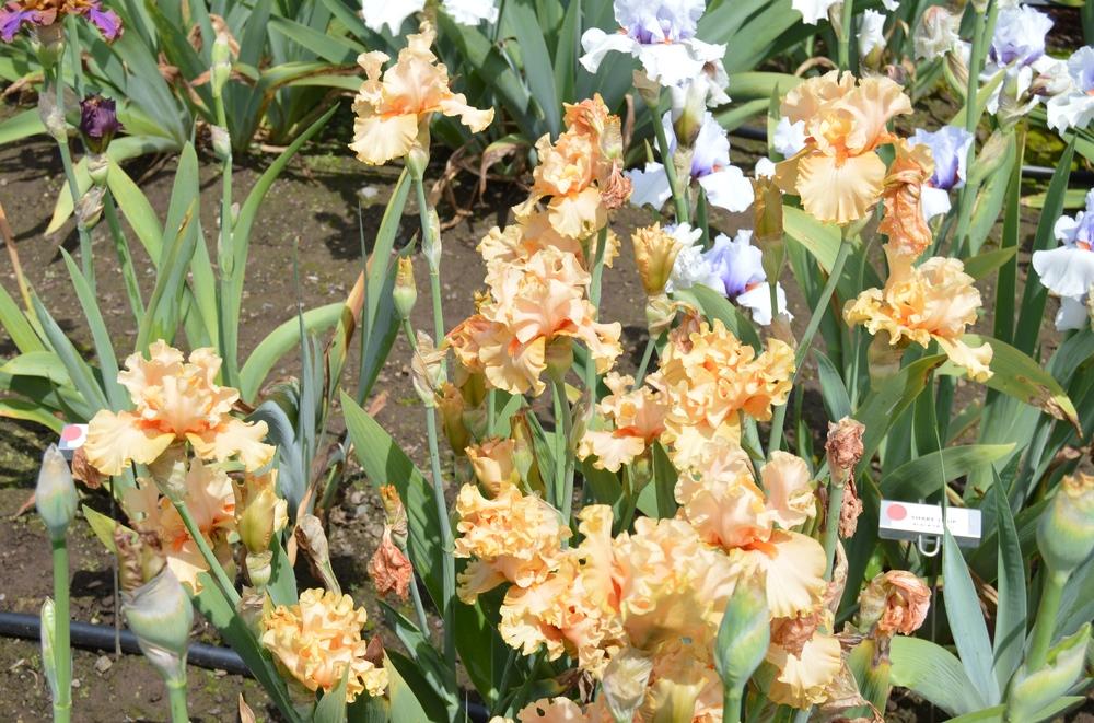 Photo of Tall Bearded Iris (Iris 'Peach Butter') uploaded by KentPfeiffer