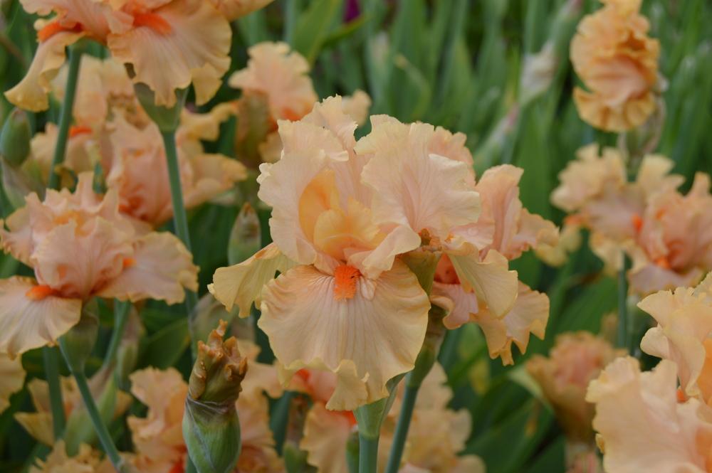 Photo of Tall Bearded Iris (Iris 'Peach Butter') uploaded by KentPfeiffer