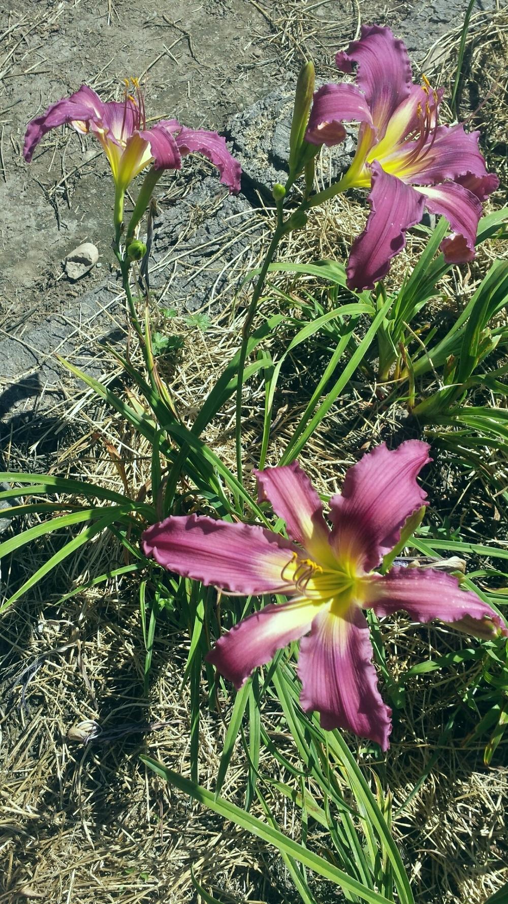 Photo of Daylily (Hemerocallis 'Octarine') uploaded by TomThumb