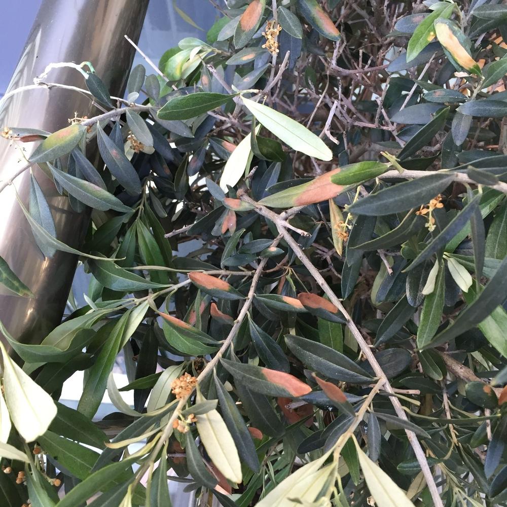 Photo of Olive Tree (Olea europaea) uploaded by didacus