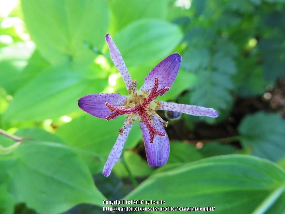 Photo of Toad Lily (Tricyrtis formosana 'Samurai') uploaded by foraygardengirl