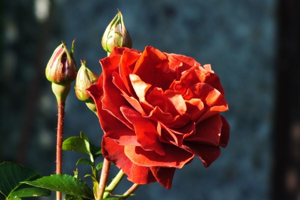 Photo of Rose (Rosa 'Brown Velvet') uploaded by sunnyvalley