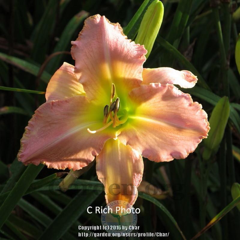 Photo of Daylily (Hemerocallis 'Waves Become Wings') uploaded by Char