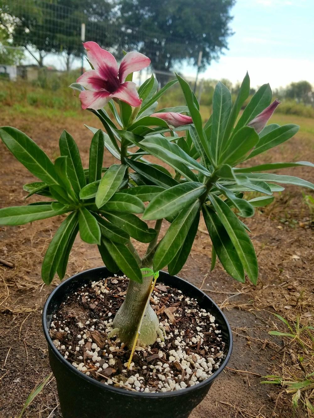 Photo of Desert Rose (Adenium obesum 'Purple Butterfly') uploaded by JamesAcclaims