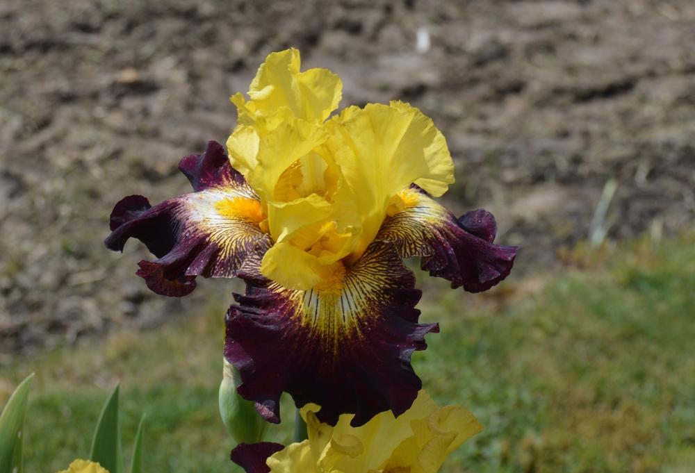 Photo of Tall Bearded Iris (Iris 'Stole the Show') uploaded by KentPfeiffer