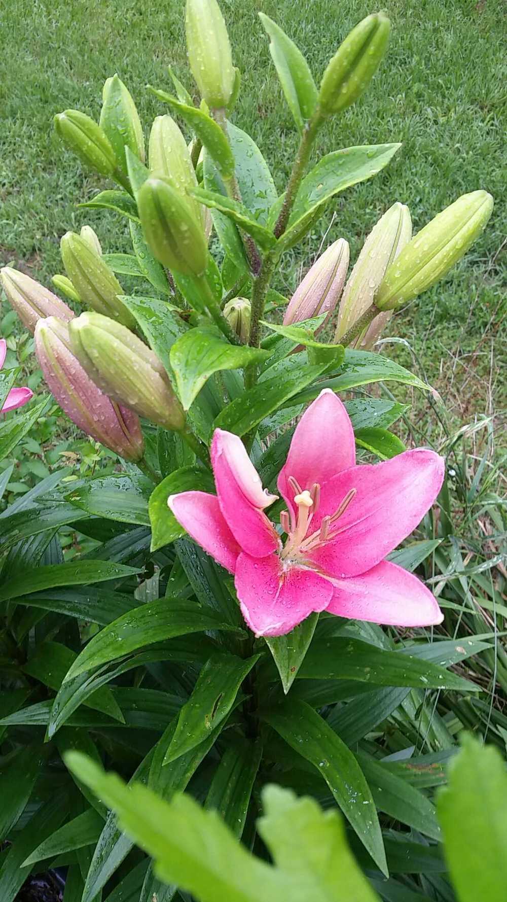 Photo of Lilies (Lilium) uploaded by JamesAcclaims