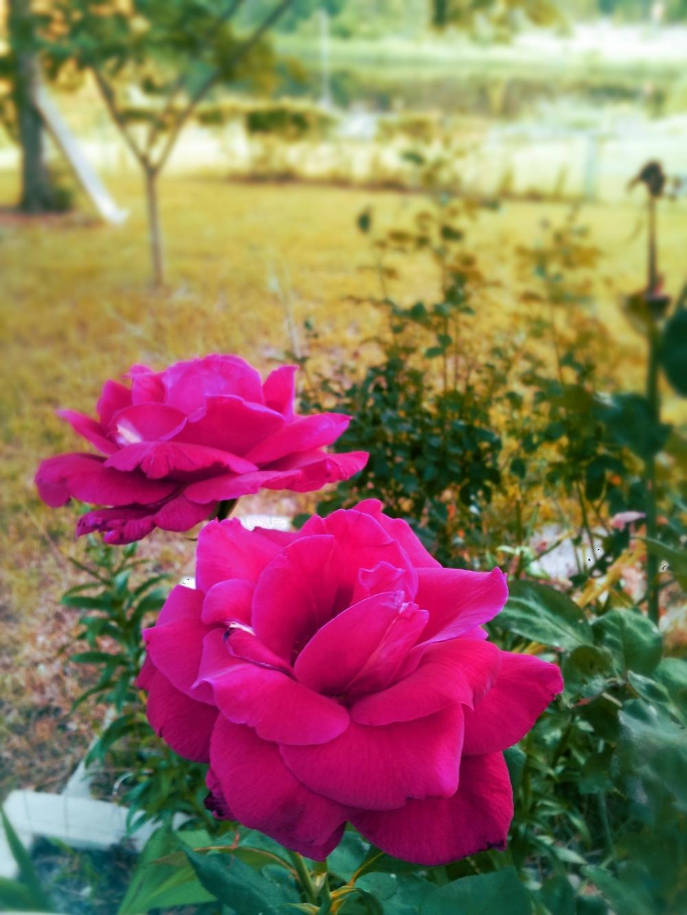 Photo of Roses (Rosa) uploaded by JamesAcclaims