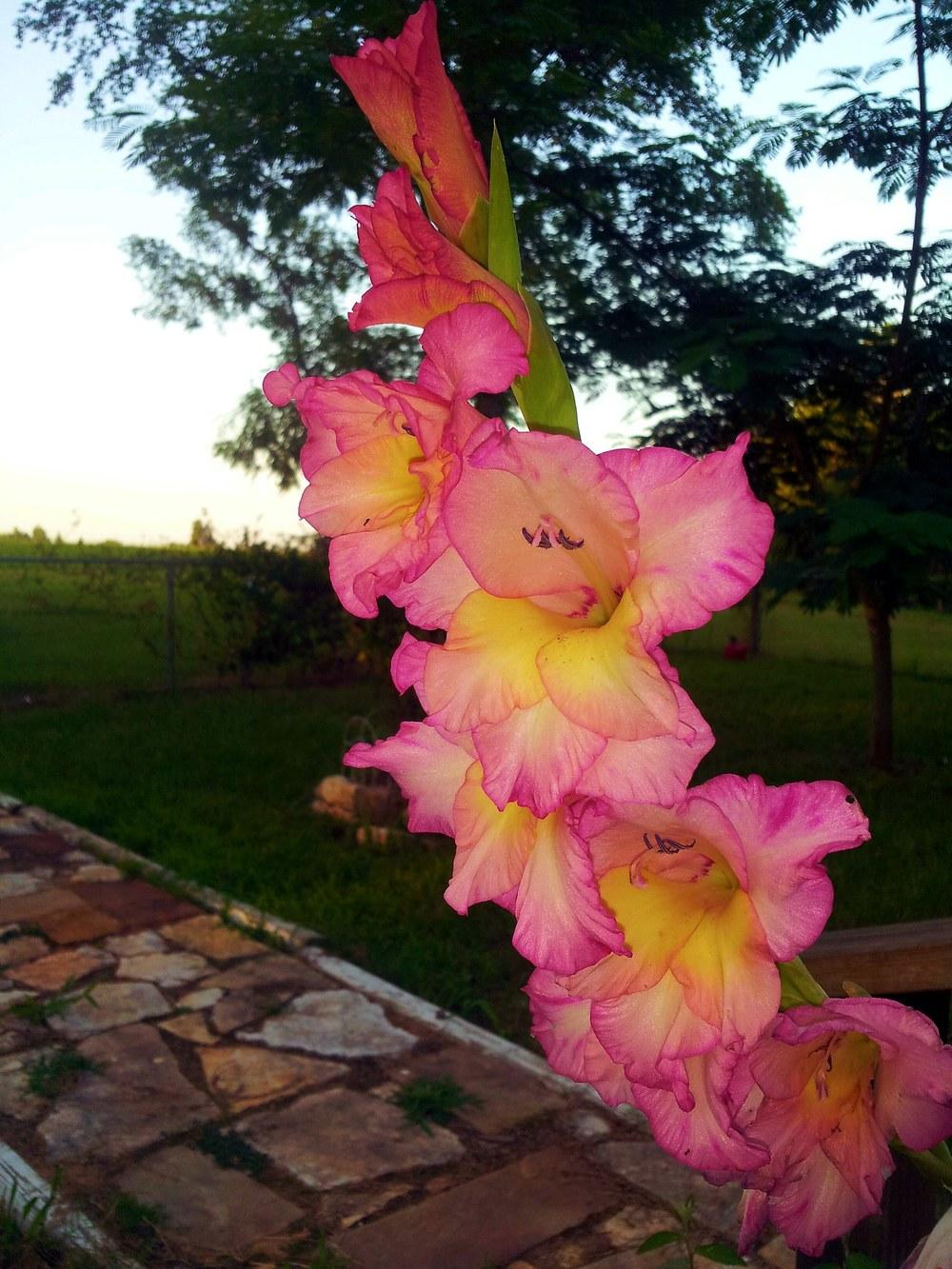 Photo of Gladiola (Gladiolus) uploaded by JamesAcclaims