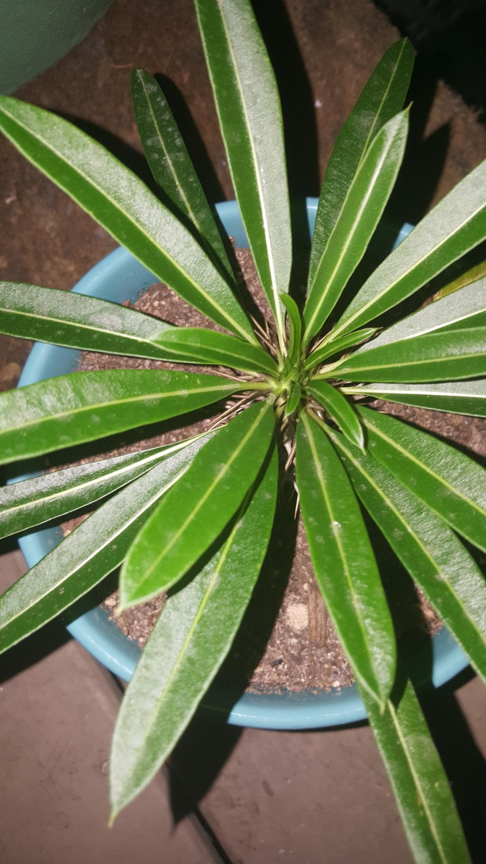 Photo of Madagascar Palm (Pachypodium geayi) uploaded by JamesAcclaims