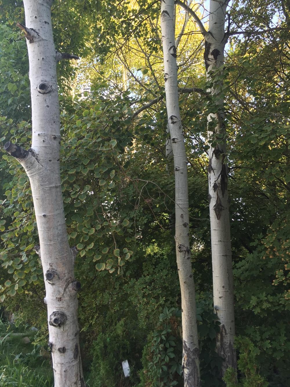 Photo of Quaking Aspen (Populus tremuloides) uploaded by SpringGreenThumb