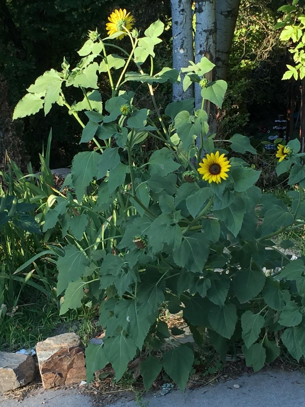 Photo of Sunflowers (Helianthus annuus) uploaded by SpringGreenThumb