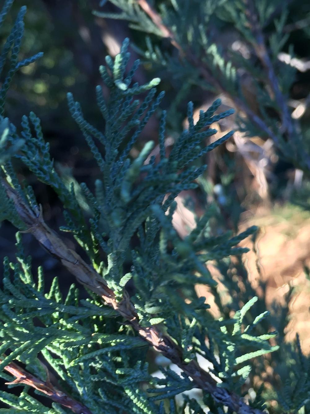 Photo of Rocky Mountain Juniper (Juniperus scopulorum 'Skyrocket') uploaded by SpringGreenThumb