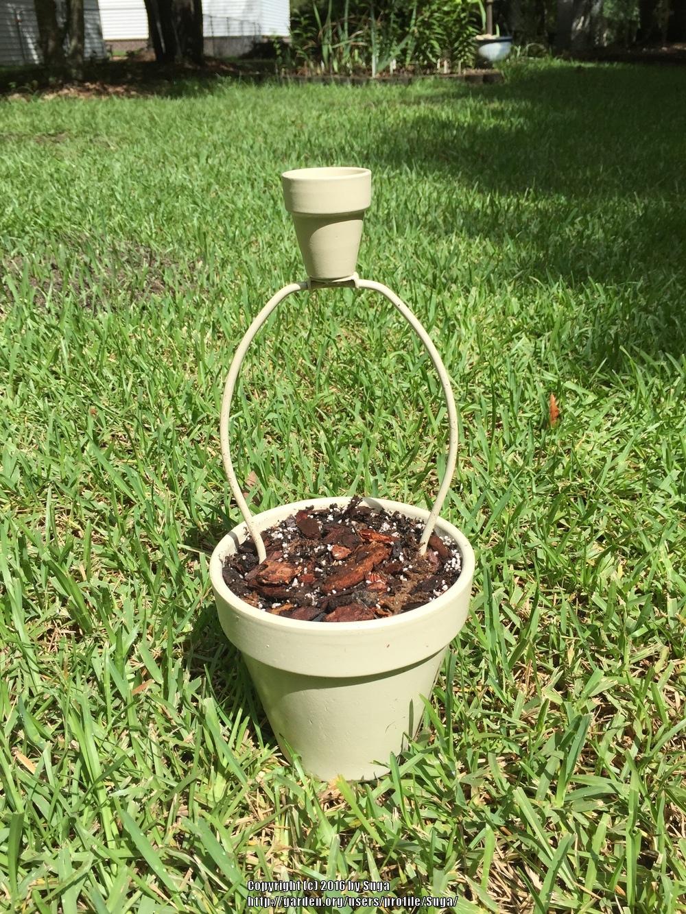 DIY Mini Flower Pot Trellis - Garden.org
