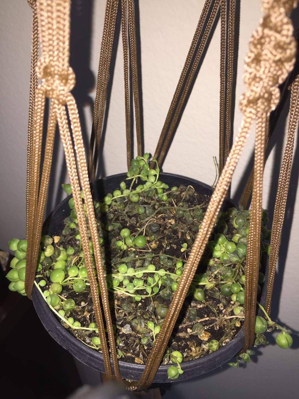 Photo of String of Pearls (Curio rowleyanus) uploaded by Weydsworld