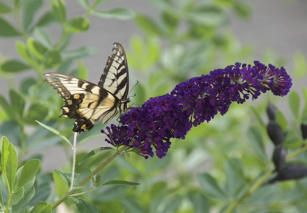 Photo of Butterfly Bush (Buddleja davidii 'Black Knight') uploaded by Fleur569