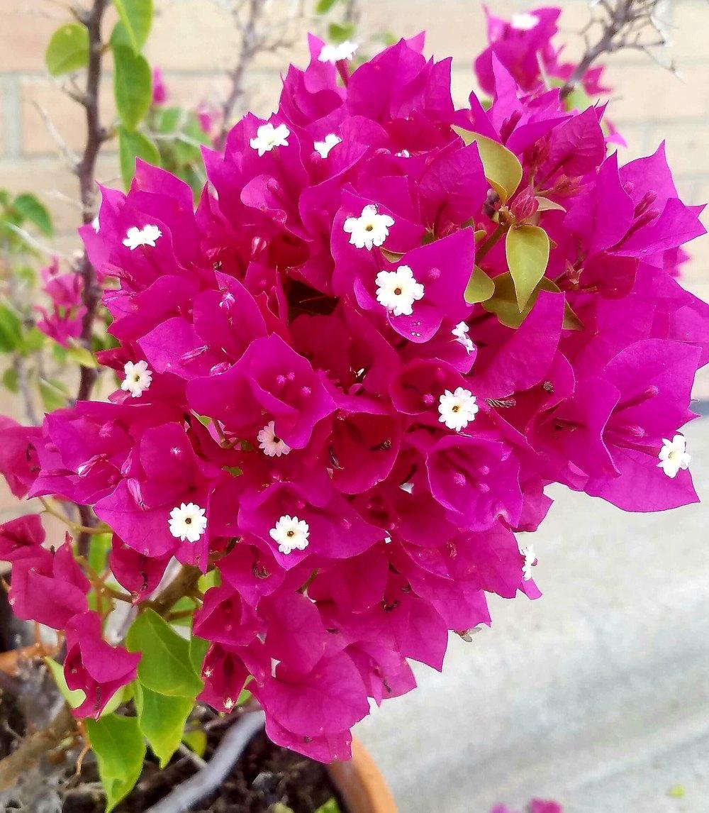 Photo of Bougainvilleas (Bougainvillea) uploaded by JamesAcclaims