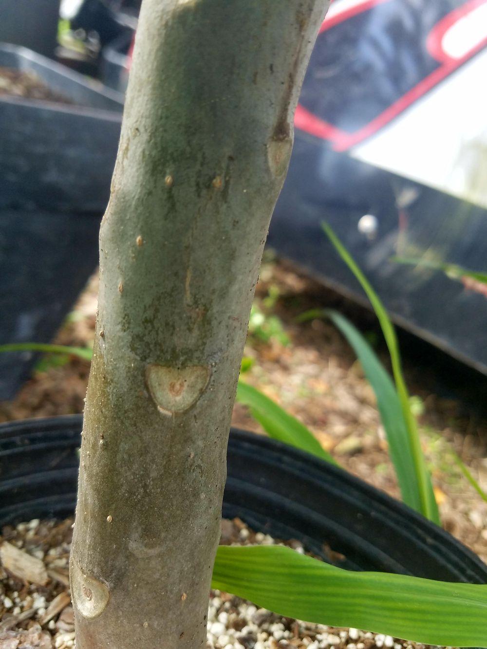 Photo of Plumeria (Plumeria rubra 'DD's Delight') uploaded by JamesAcclaims