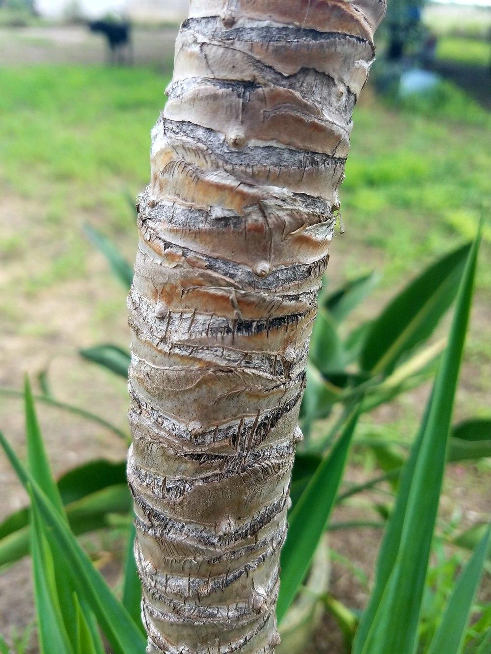 Photo of Spineless Yucca (Yucca gigantea) uploaded by JamesAcclaims