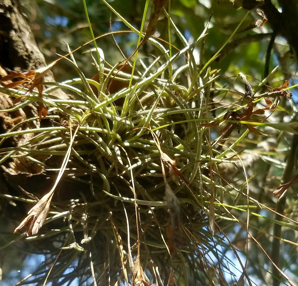 Photo of Ball Moss (Tillandsia recurvata) uploaded by JamesAcclaims