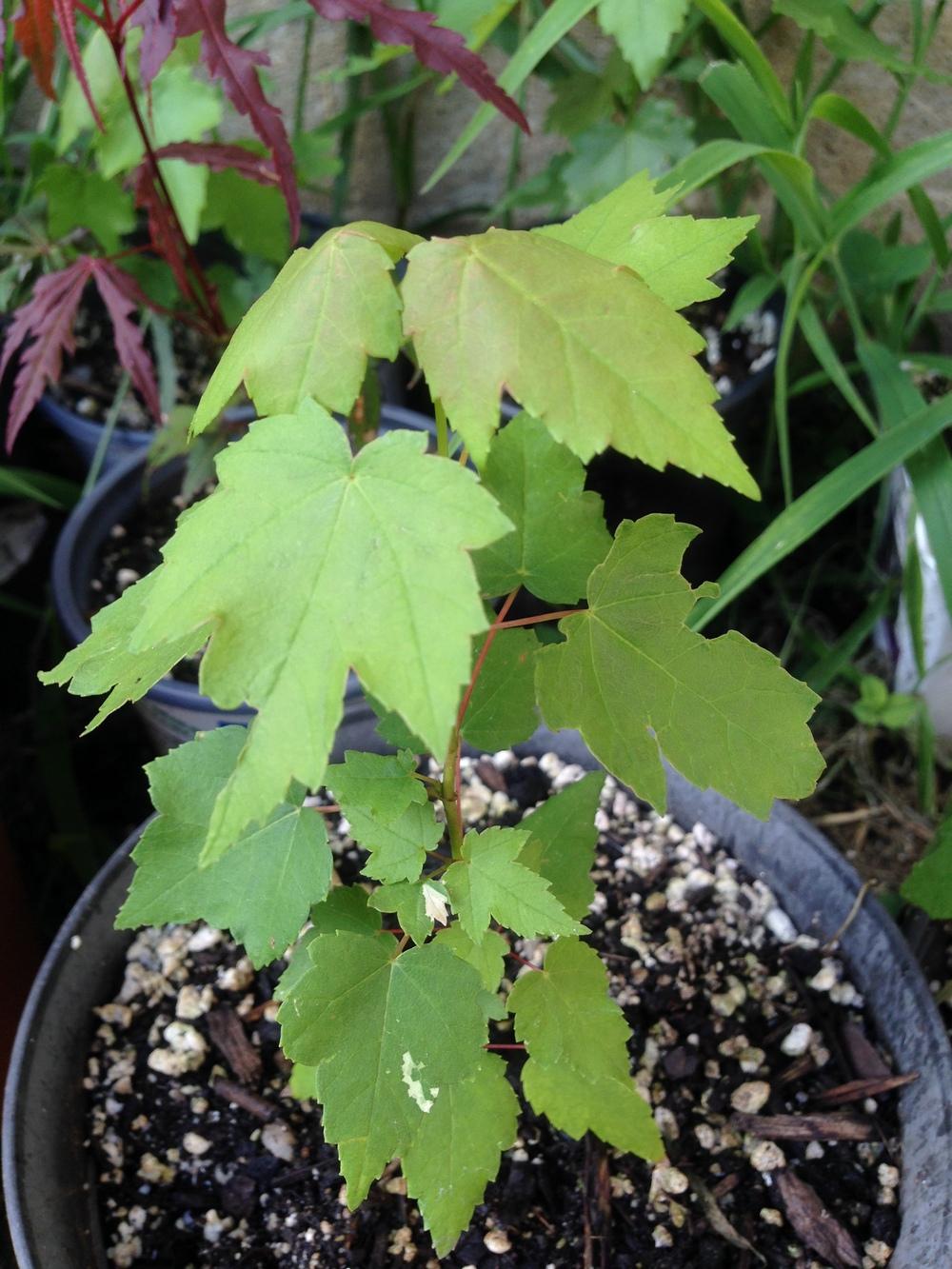 Photo of Silver Maple (Acer saccharinum) uploaded by keithp2012