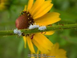 Thumb of 2016-08-18/wildflowers/0a1566