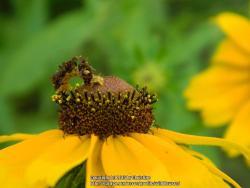 Thumb of 2016-08-18/wildflowers/5783db