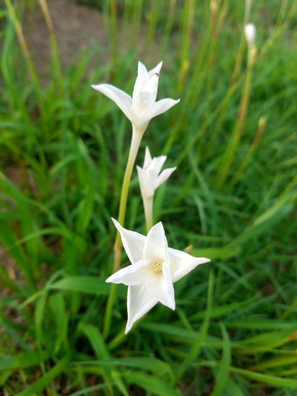Photo of Fairy Lily (Zephyranthes drummondii) uploaded by JamesAcclaims