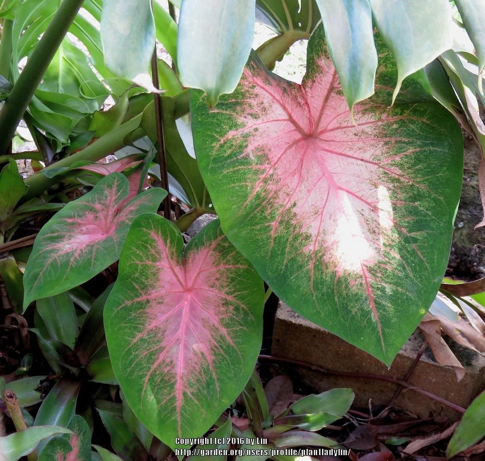 Photo of Fancy-leaf Caladium (Caladium 'Kathleen') uploaded by plantladylin