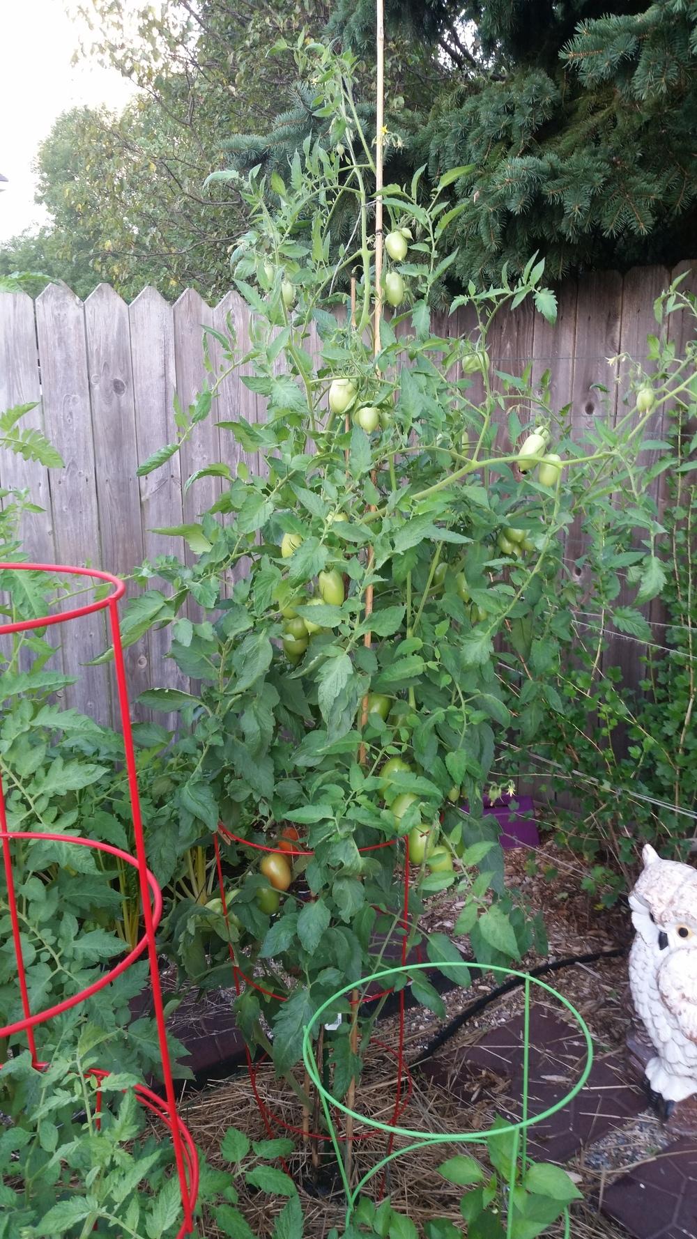 Photo of Tomato (Solanum lycopersicum 'Sweet Salad') uploaded by robynanne